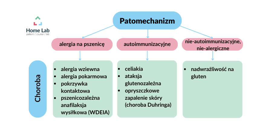 Patomechanizm (4).png